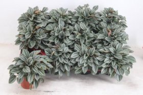 Kambarinis augalas, peperomija "Napoli", vazonėlio skersmuo 7 cm.