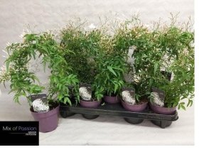 Kambarinis augalas, jazminas, vazonėlio skersmuo 10 cm.