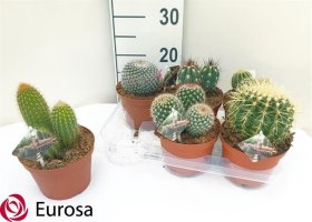 Kambarinis augalas, kaktusas, įvairūs, vazonėlio skersmuo 14 cm.