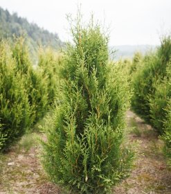 Spygliuotis, tuja vakarinė "Aureospicata", aukštis 140-160 cm., kelta iš grunto, vazonėlio skersmuo 35 cm.