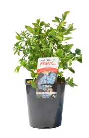 Vaiskrūmis, šilauogė aukštoji, vazonas 5 l.