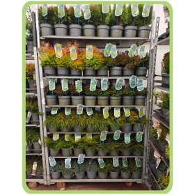 Spygliuotis, įvairūs, vazonėlio skersmuo 17 cm.