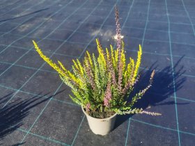 Vienmetė gėlė, viržis (3 spalvų), vazonėlio skersmuo 12 cm.