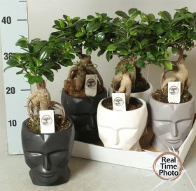 Kambarinis augalas, fikusas bonsai, keraminiame vazone, vazonėlio skersmuo 15 cm.