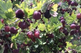 Vaiskrūmis, agrastas HINOMAKI, raudonas