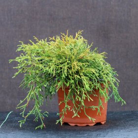 Spygliuotis, puskiparisis žirniavaisis, Filifera Nana, vazonėlio talpa 2 l.