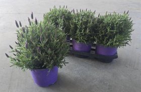 Daugiametė gėlė, levanda "Stoechas", vazonėlio skersmuo 19 cm.