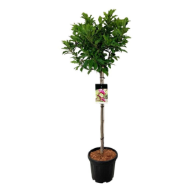 Dekoratyvinis medis, magnolija "Susan", ant stiebo, aukštis 80 cm., vazonas 15 l.