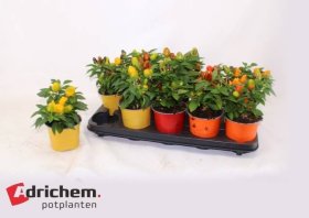 Vienmetė gėlė, pipiras dekoratyvinis, vazonėlio skersmuo 12 cm.