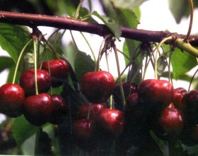 Vaismedis, trešnė “Lapins” (Prunus avium)