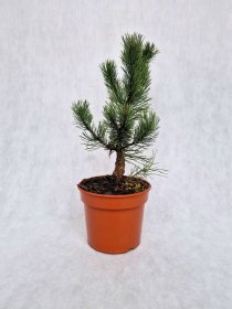 Spygliuotis, pušis kalninė "Dunajec", vazonėlio skersmuo 19 cm.