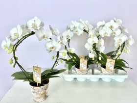 Kambarinis augalas, orchidėja (Phalaenopsis) "Ov Cikle", vazonėlio skersmuo 12 cm.