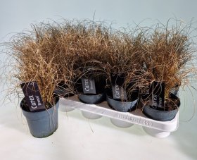 Žolinis augalas, viksva "Comon Bronco", vazonėlio skersmuo 12 cm.