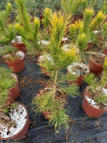 Spygliuotis, pušis juodoji "Goldfingers", vazonėlio skersmuo 28 cm.