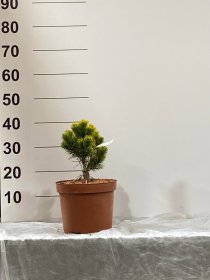 Spygliuotis, pušis "Wintergold", vazonėlio skersmuo 23 cm.