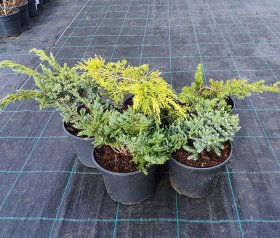 Spygliuotis, įvairūs, vazonas 2 l.