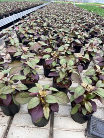 Vienmetė gėlė, alstė brazilinė "Purple Prince", vazonėlio skersmuo 11 cm.