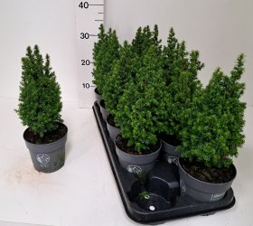 Kambarinis augalas, puskiparisis "Alpica", vazonėlio skersmuo 12 cm.