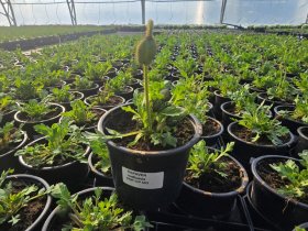 Daugiametė gėlė, aguona, vazonėlio skersmuo 12 cm.