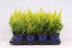 Spygliuotis, puskiparisis lausono "Ivonne", vazonėlio skersmuo 13 cm.