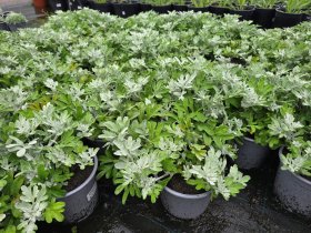 Daugiametė gėlė, šlamainis trigyslis, vazonėlio skersmuo 15 cm.