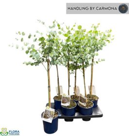 Kambarinis augalas, eukaliptas "Gunnii", ant stiebo, vazonėlio skersmuo 14 cm.