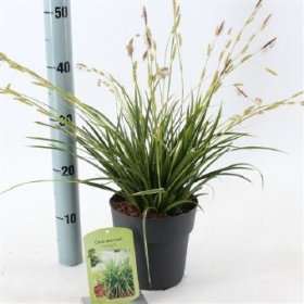 Žolinis augalas, viksva "Variegata", vazono skersmuo 17 cm.