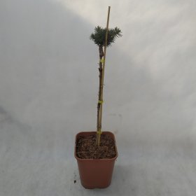 Spygliuotis, eglė "Mecki", vazonas 5 l.