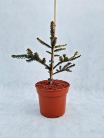 Spygliuotis, eglė paprastoji "Norrkoping", vazonas 3 l.