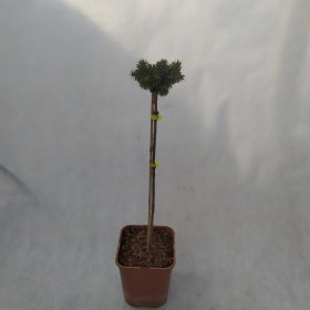 Spygliuotis, eglė "Brynek", vazonas 5 l.