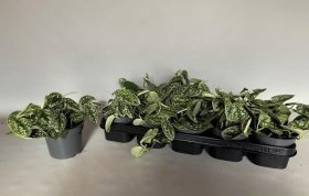 Kambarinis augalas, skindapas "Aureum", vazonėlio skersmuo 12 cm.