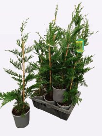 Spygliuotis, kiparisas leilando, vazonėlio skersmuo 17 cm.