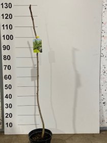Dekoratyvinis medis, robinija "Frisia", vazonėlio skersmuo 21 cm.