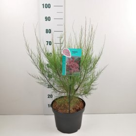 Dekoratyvinis krūmas, eglūnas smulkiažiedis, aukštis 60-80 cm., vazonas 6,5 l.