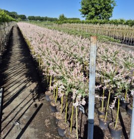 Dekoratyvinis medis, karklas sveikalapis "Hakuro-nishiki", ant stiebo, aukštis 60 cm., vazonėlio skersmuo 18 cm.