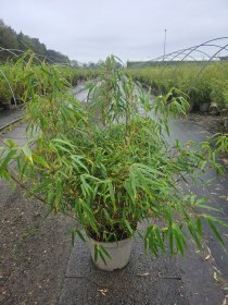Žolinis augalas, skėtinis bambukaitis "Rufa", aukštis 100-125 cm., vazonas 10 l.