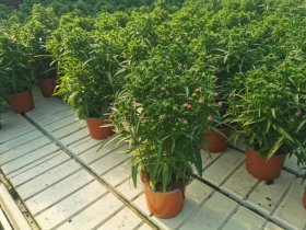 Daugiametė gėlė, astras, vazonėlio skersmuo 15 cm.