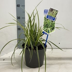Žolinis augalas, viksva "Goldband", vazonėlio skersmuo 17 cm.