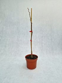 Dekoratyvinis medis, dviskiautis ginkmedis "Saratoga", vazonas 3 l.