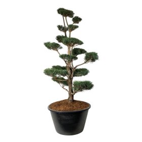 Spygliuotis, pušis paprastoji (bonsai), aukštis 225-250 cm., vazonas 500 l.