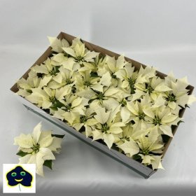 Kambarinis augalas, puansetija, baltos spalvos, vazonėlio skersmuo 6 cm.