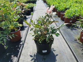 Daugiametė gėlė, astilbė, vazonėlio skersmuo 19 cm.