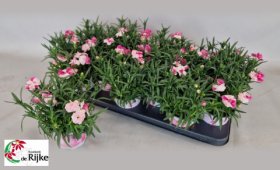 Daugiametė gėlė, gvazdikas "Sprint Pink Pro", vazonėlio skersmuo 10 cm.