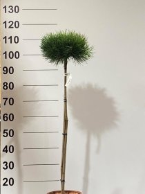 Spygliuotis, pušis "Bayo", ant stiebo, vazonėlio skersmuo 22 cm.