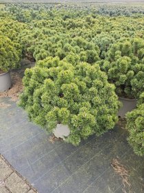 Spygliuotis, pušis kalninė "Picobello", aukštis 60-70 cm., vazonas 40 l.