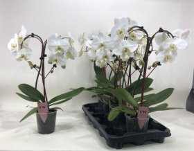Kambarinis augalas, orchidėja "Heart", vazonėlio skersmuo 12 cm.
