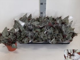 Kambarinis augalas, begonija "Arctic Breeze", vazonėlio skersmuo 12 cm.