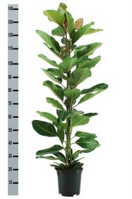 Kambarinis augalas, fikusas "Beng Joy", vazonėlio skersmuo 21 cm.