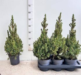 Paprastoji eglė (Picea) " December", vazonėlio skersmuo 17 cm.