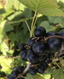 Vaiskrūmis, serbentas juodasis “Bona” (Ribes nigrum)